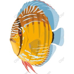 Tropical Discus Fish