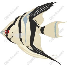 Elegant Angel Fish