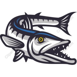 Fierce Barracuda