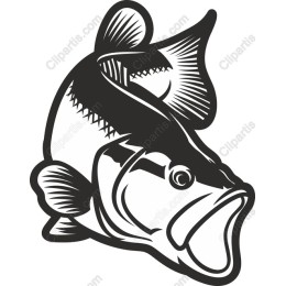 Bass Fish