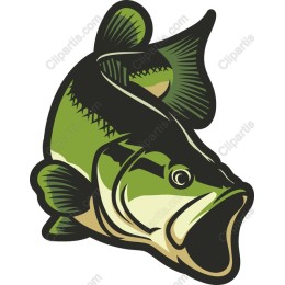Vibrant Bass Fish