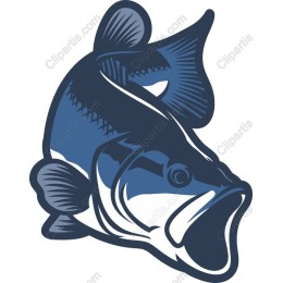 Bass Fish