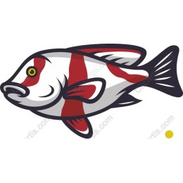 Vibrant Red and White Fish