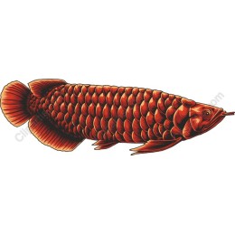 Vibrant Red Fish