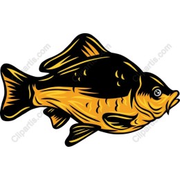 Vibrant Goldfish