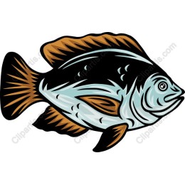 Vibrant Fish