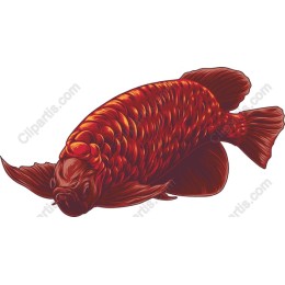 Elegant Red Goldfish