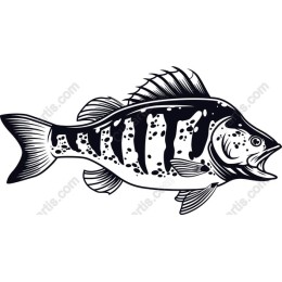 Striped Bass