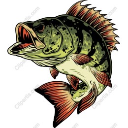 Largemouth Bass