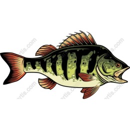 Bass Fish