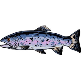 Rainbow Trout