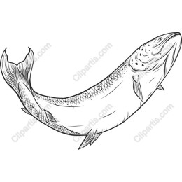 Elegant Trout Drawing