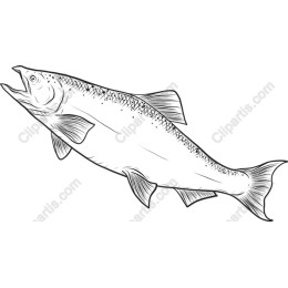 Premium Salmon