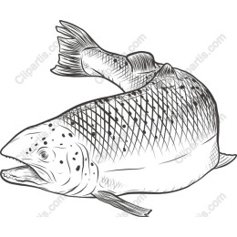a Trout