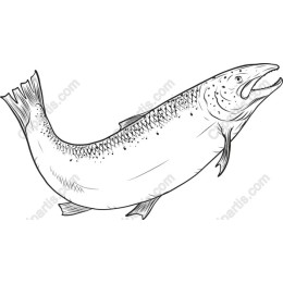 Detailed Salmon Fish