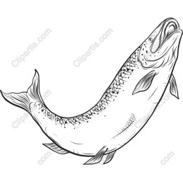 Elegant Fish