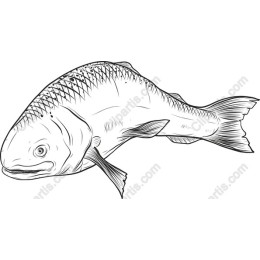 Elegant Fish - Files Available