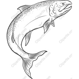 Dynamic Salmon
