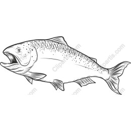 Salmon