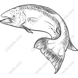 Elegant Salmon