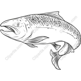  Salmon