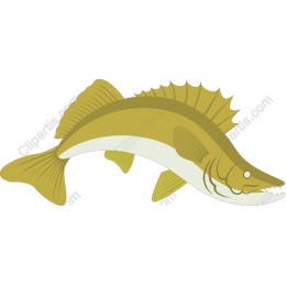 Zander Fish