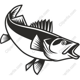 Bold Fish