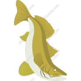 Vibrant Fish
