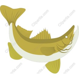 Stylish Fish