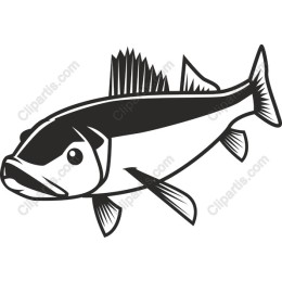 Elegant Fish