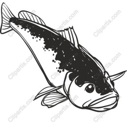Elegant Fish