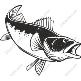 Bold Fish