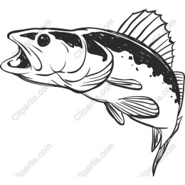 Bass Fish