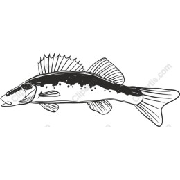 Elegant Fish