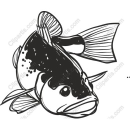 Koi Fish