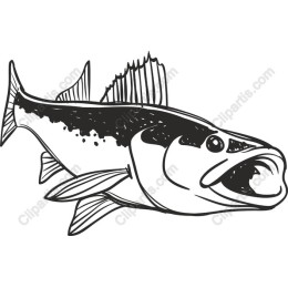 Bass Fish