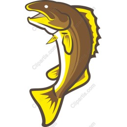 Vibrant Trout Fish