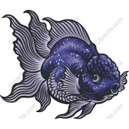 Vibrant Blue Goldfish