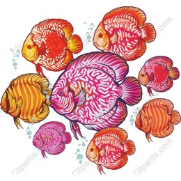 Colorful Discus Fish