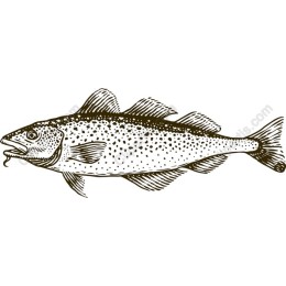 Vintage Trout
