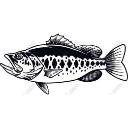 Premium Spotted Bass
