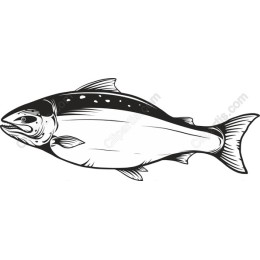 Salmon