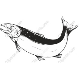 Elegant Salmon