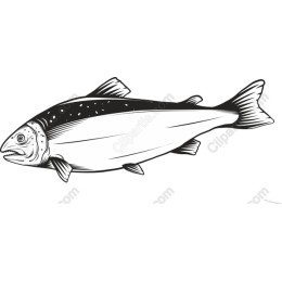 Salmon Fish
