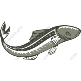 Elegant Fish