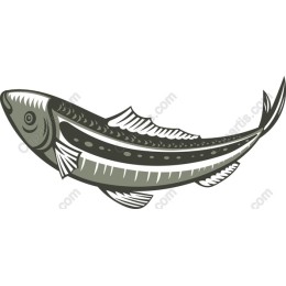 Elegant Fish