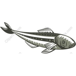 Elegant Fish