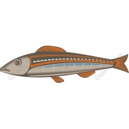Vibrant Fish