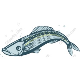 Elegant Fish