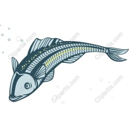 Aquatic Elegance: Fish